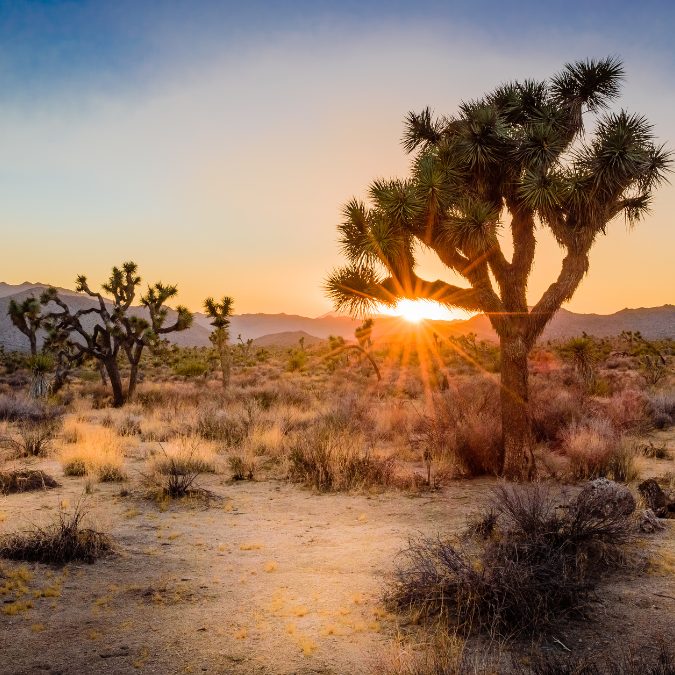 joshua tree desert with plants and sunset, Best Warm Places To Visit In The USA (February)