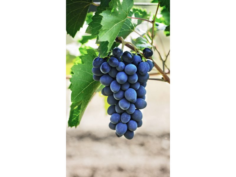 purple grapes for wine on vines in vineyard