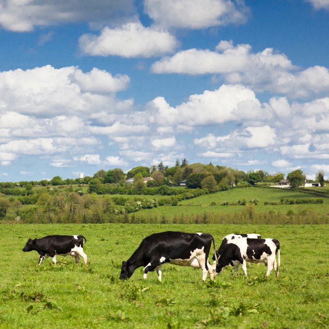 dairy cows on a field with blue skies behind 