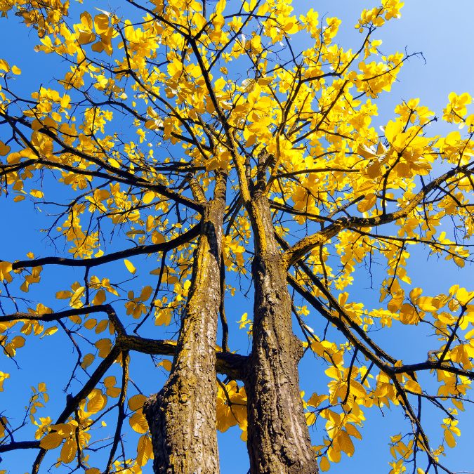 big tree with yellow leaves and blue sky 