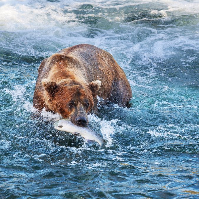 grizzly bear catching fish in alaska