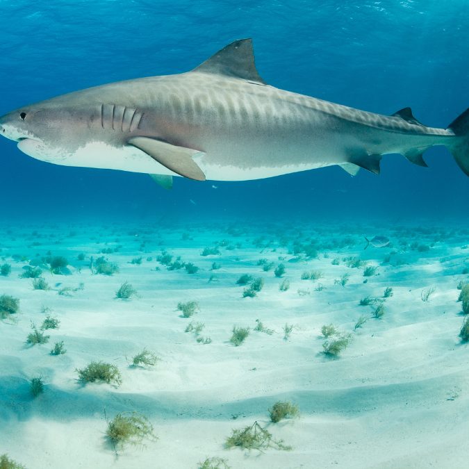 big tiger shark in the waters of hawaii