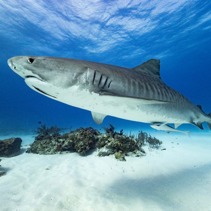 Sharks In The Beaches Of Hawaii? (Facts To Know)