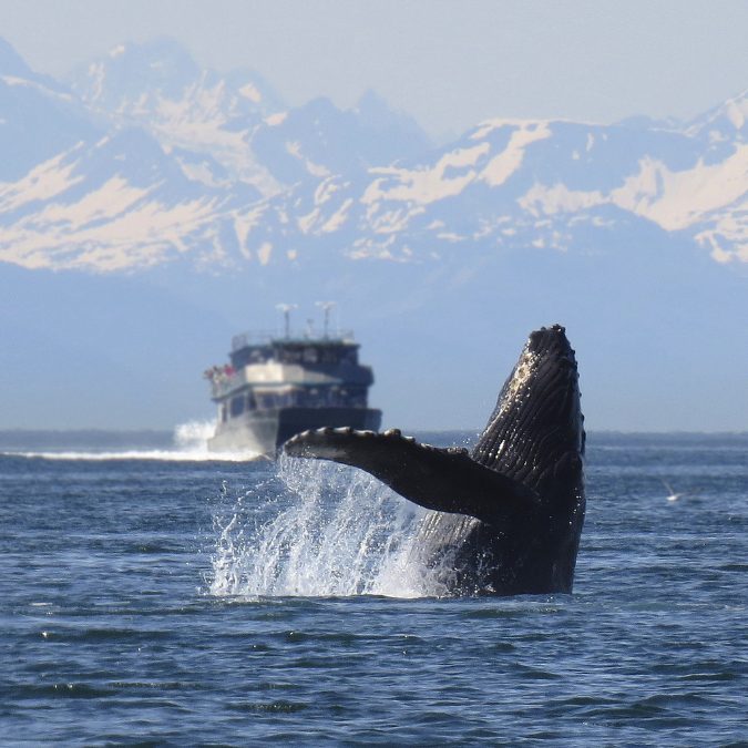 whale breaching the surface in alaska 