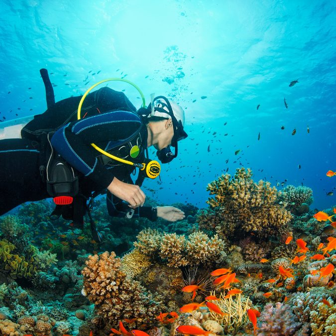person scuba diving over top of healthy coral 