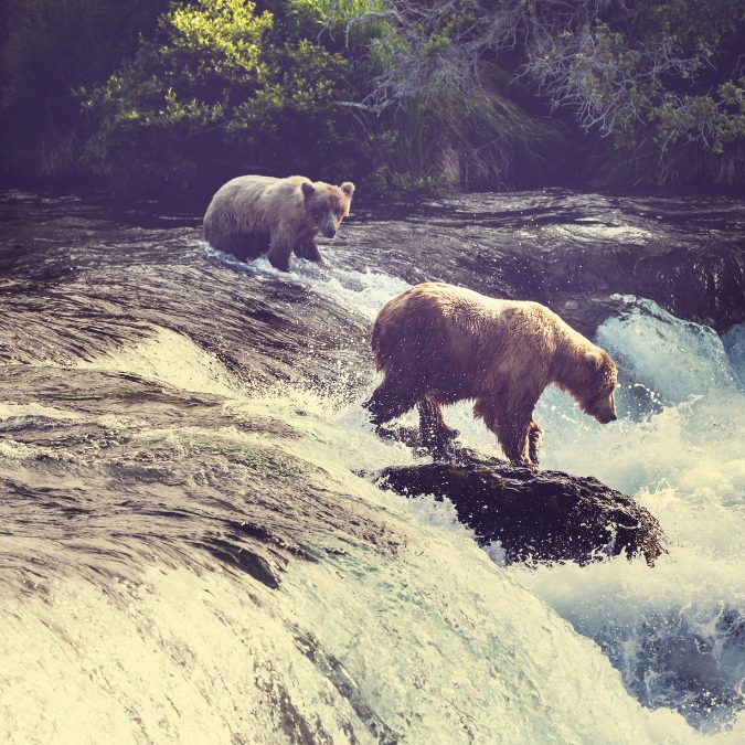 2 bears in the river fishing for salmon