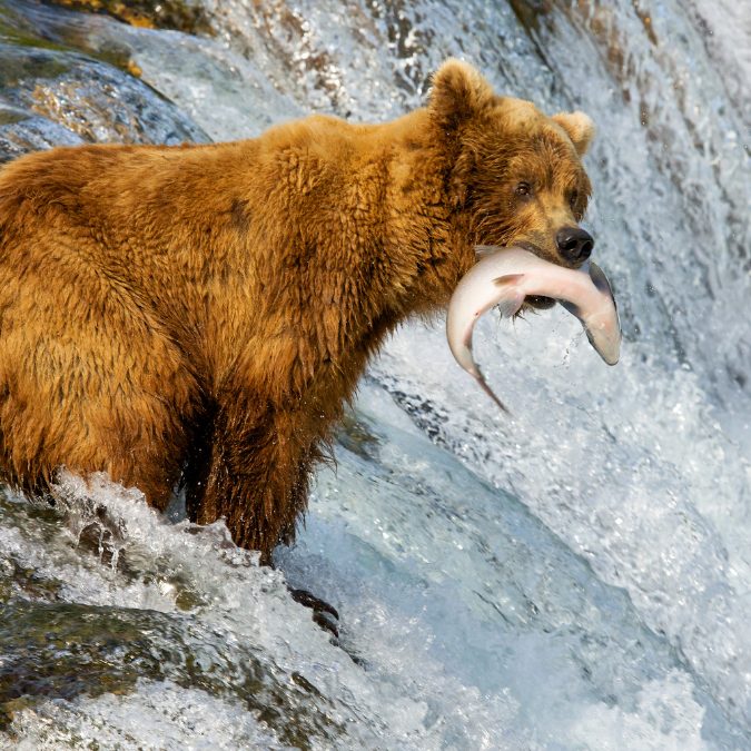 grizzly bear in alaska holding a salmon in his mouth 
