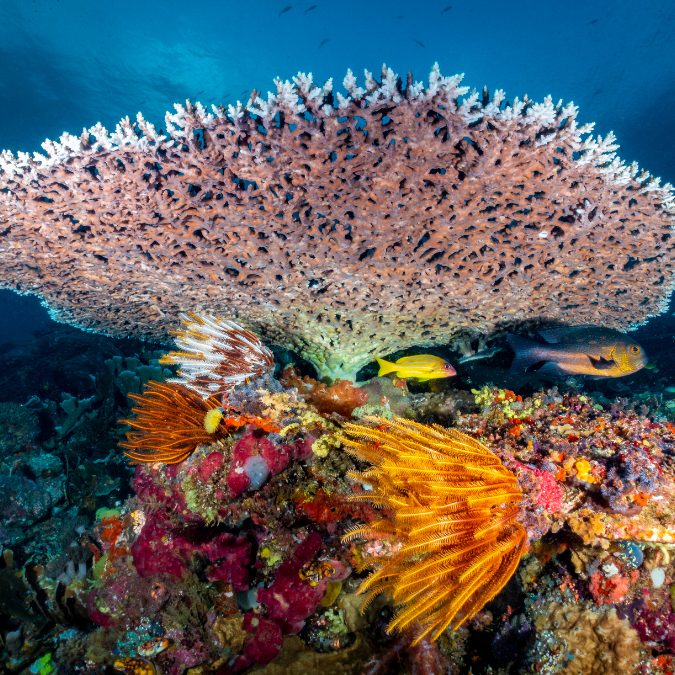 big fan coral in raja ampat perfect for scuba diving 