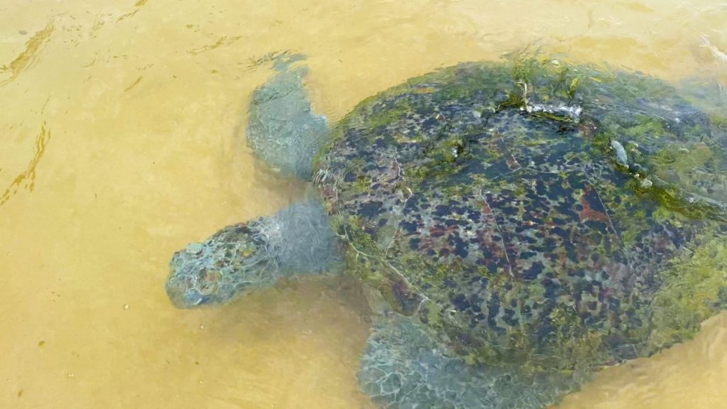 a big sea turtle in hikkaduwa sri lanka