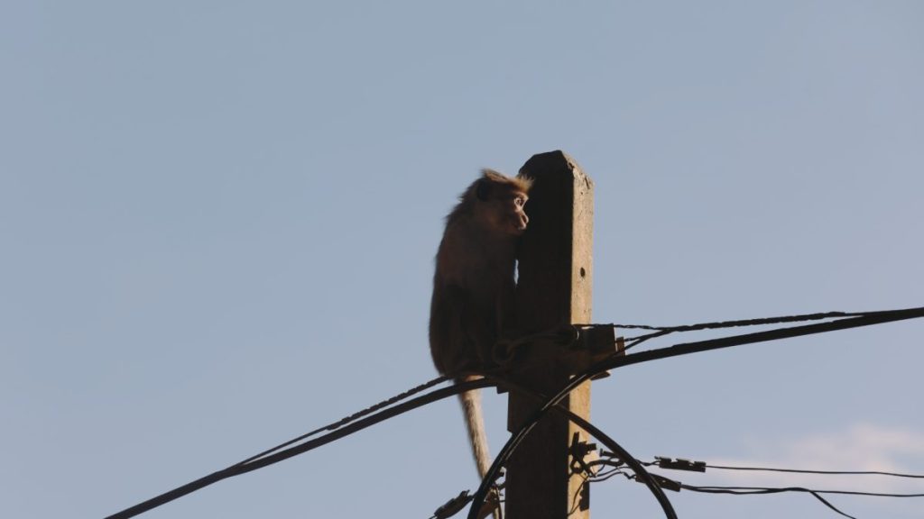 monkey on telephone pole with the sun hitting his face