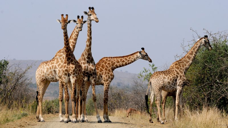 5 giraffes eating trees