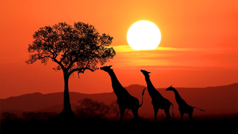 sunset in south africa with giraffes