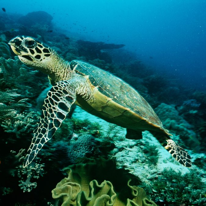 turtle swimming in the blue sea 