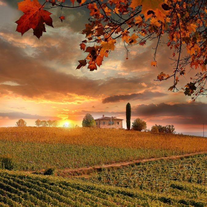 vineyards in italy with a small house with a sunset