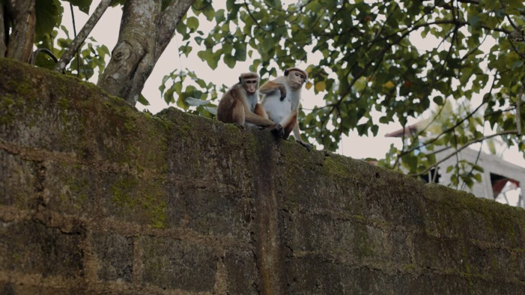 2 monkeys in hiriketiya sitting on concrete