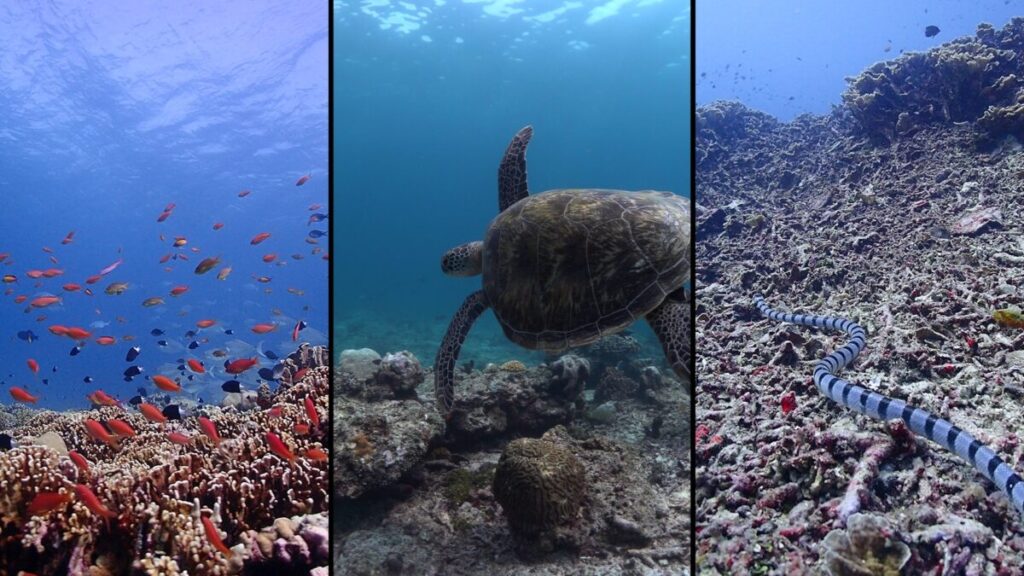 3 different photos of underwater creatures